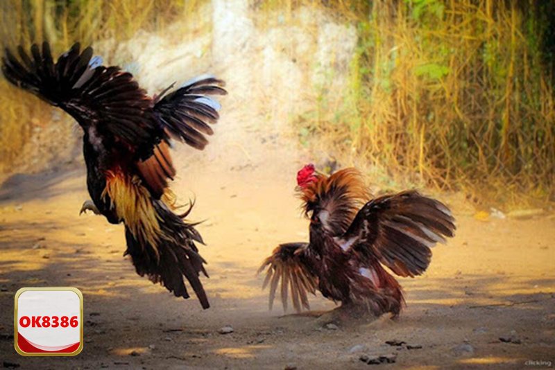 Đá Gà Cựa Dao - Tiêu chuẩn chọn chiến kê lên sàn