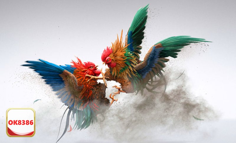 Đá Gà Đòn - Chọn Cửa Cược Phù Hợp Với Chiến Thuật Cá Nhân