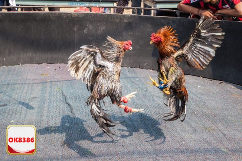 Đá Gà OK8386 - Kèo BDD – phương án “phòng thủ” thông minh